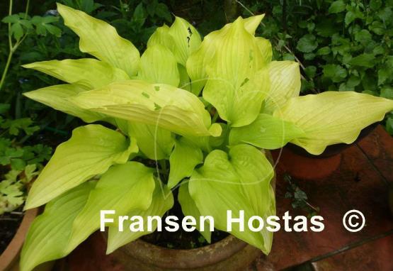 Hosta Solarkugel